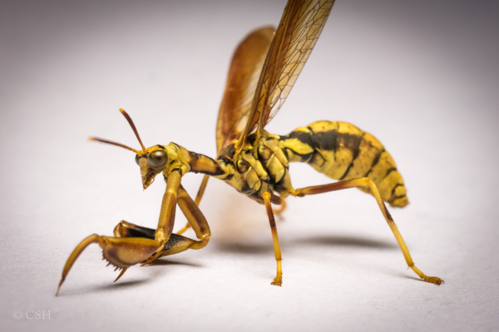 9 VI 2014 – Mantispidae