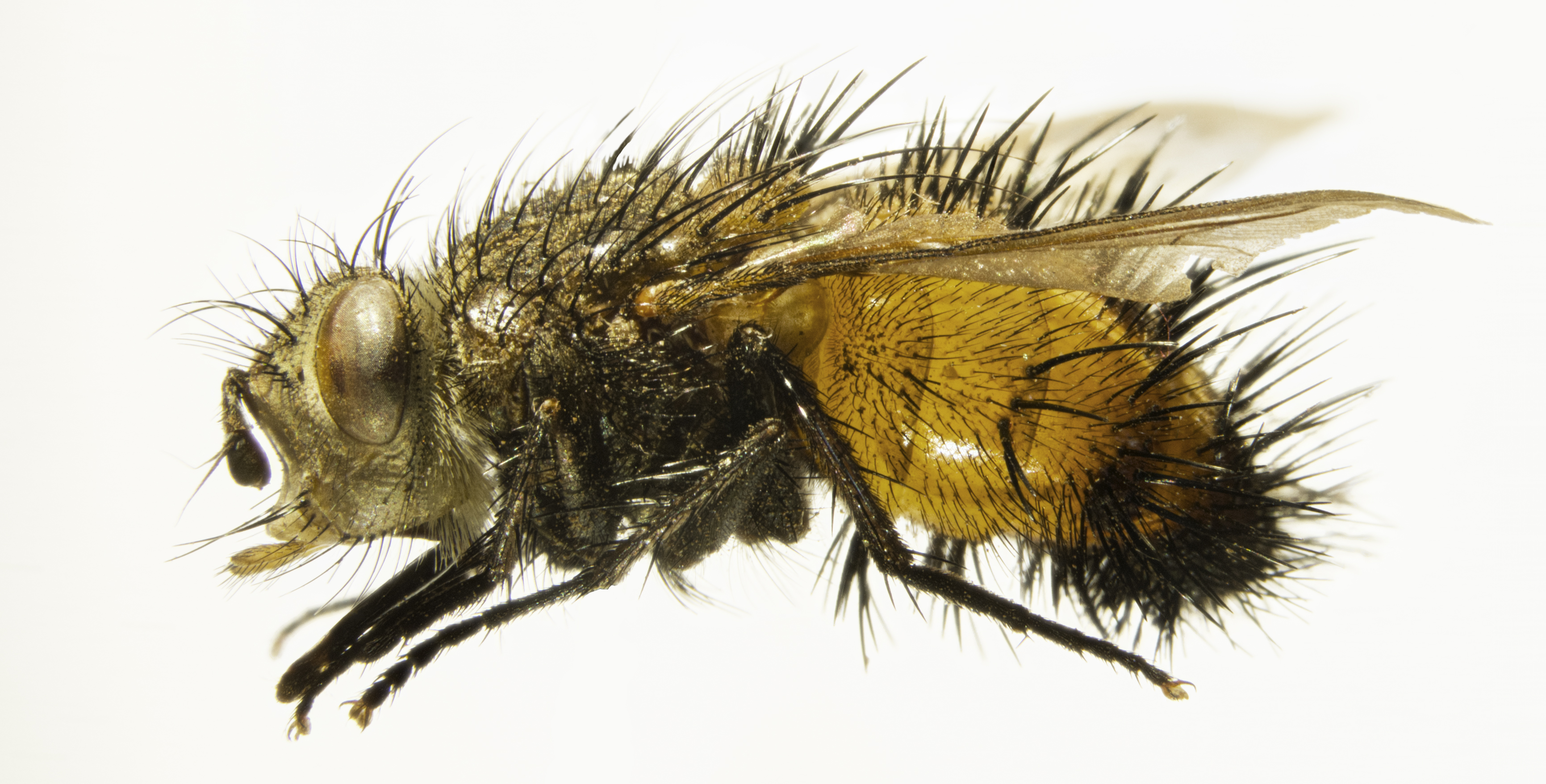 10 XII 2014 – Four-eyed beetles and spiky, parasitic flies